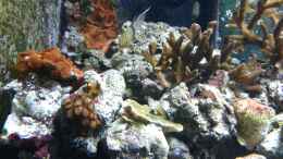 aquarium-von-truthahnmann-riffbecken-plammer-jochen_Pyjamabarsche verstecken sich immer in Korallen