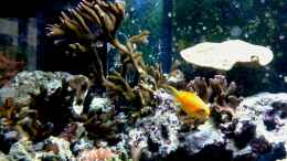 aquarium-von-truthahnmann-riffbecken-plammer-jochen_ein Juwelen Fahnenbarsch Weibchen