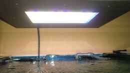 aquarium-von-truthahnmann-riffbecken-plammer-jochen_Die 150Watt LED - Weiss-Blau/Grün separat ansteuerbar