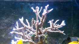 Aquarium einrichten mit Acropora violett