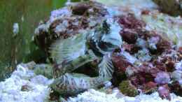 Aquarium einrichten mit Algen Blenni - Salarias fasciatus 