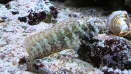Aquarium einrichten mit Algen Blenni - Salarias fasciatus