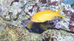 Aquarium einrichten mit Juwelenfahnenbarsch (gelb) und Neon Demoiselle