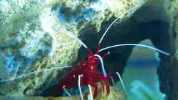 Aquarium einrichten mit Kardinalsgarnele - Lysmata debelius