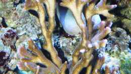 Aquarium einrichten mit Montipora digitata - Hochwachsende Montipora braun