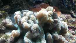 Aquarium einrichten mit Salatkoralle - Pectinia spp.