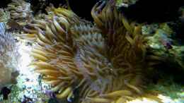 Aquarium einrichten mit Sandanemone - Phymanthus buitendijki