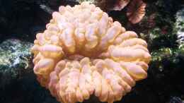 Aquarium einrichten mit Tränenkoralle Rot/Rosa - Cynarina lacrymalis