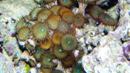 aquarium-von-truthahnmann-riffbecken-plammer-jochen_Stock Protopalythoa sp. 04 - Grüne Krustenanemone
