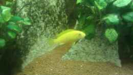 aquarium-von-fischer-vom-bodensee-300er-eigenbau_Yellow Nachwuchs
