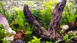 aquarium-von-desperado-juwel-vision-180_Deko-Pflanzen-Steine-Wurzel