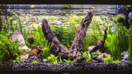 aquarium-von-desperado-juwel-vision-180_Juwel Vision 180