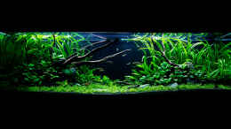 aquarium-von--der-oesterreicher--spirit-of-asia-2-0_---> 09.02.2013