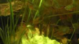aquarium-von-thomas-schlechter-becken-2531_Fütterung mit Kopfsalat