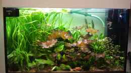 aquarium-von-zebraschecke-wohnzimmeroase_Das Becken (links sieht man zwischen den Pflanzen den Wasser