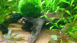 aquarium-von-stephan-gross-krautsuppe-alla-asia_ 3x Tropenwurzel zusammengesetzt und 1 von2 Mooskugeln