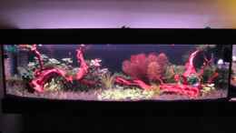 aquarium-von-bjarke-panorama-dream_14.1.13 - Man beachte wie gut es der Myriophyllum geht