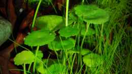 Aquarium einrichten mit Hydrocotyle verticillata