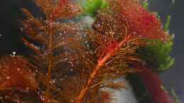 Aquarium einrichten mit Myriophyllum tuberculatum