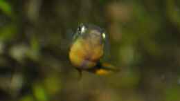 aquarium-von-deino-backwaters_Carinotetraodon travancoricus - Männchen