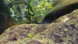 aquarium-von-deino-backwaters_Carinotetraodon travancoricus - Anpirschverhalten