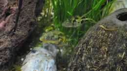 aquarium-von-deino-backwaters_Carinotetraodon travancoricus - Männchen und Weibchen