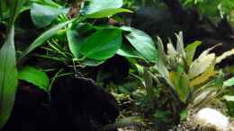 Aquarium einrichten mit Mangrovenwurzel mit bepflanzter Anubias barteri