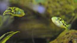 aquarium-von-deino-backwaters_Carinotetraodon travancoricus - Männchen und Weibchen