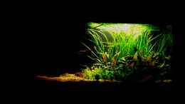 aquarium-von-nicolezh-paradiesli_Dämmerung (Licht wirkt auf Foto zu grell, 12.1.2013)