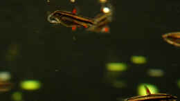 aquarium-von-quyrill-alpen-meets-amazonas_11.01.14 ~ Zwergziersalmler (Nannostomus marginatus) bei der
