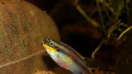 aquarium-von-die-perle----african-passion_Pelviachromis Weibchen
