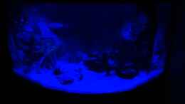 aquarium-von-maik-h--unser-venezia-190_Becken bei Mondlicht