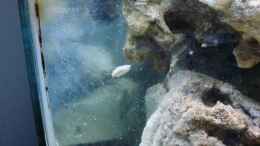 aquarium-von-jademeister-nano-riff_23.12.12 Schnecke gesichtet