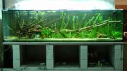 aquarium-von-kellerkind-amazonas-xl_Stand 1.2.2013