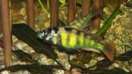 aquarium-von-detlef-peter-becken-25426_Haplochromis nyererei 