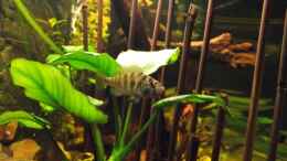 aquarium-von-detlef-peter-becken-25426_Haplochromis nyererei  Weibchen allein