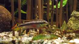 Aquarium einrichten mit PURPUR- PRACHTBARSCH Pelvicachromis...