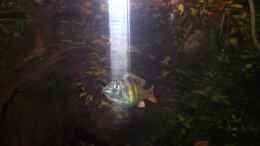 Foto mit Haplochromis nyererei Männchen
