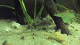 aquarium-von-patrick-scheffer----from-brazil-with-love---aufgeloest_Corydoras paleatus