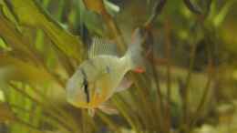 aquarium-von-patrick-scheffer----from-brazil-with-love---aufgeloest_Microgeophagus altospinosa Weibchen
