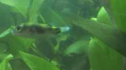 Aquarium einrichten mit Assel-Kugelfisch (Colomesus asellus)