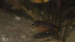Aquarium einrichten mit Männlicher Kupfersalmler (Hasemania nana)