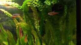 aquarium-von-michael-schillerwein-becken-2544_Roter von Rio