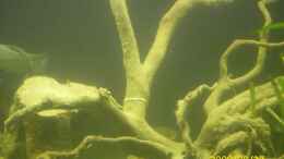 aquarium-von-herbert-baier-becken-25448_einer der moorkienwurzeln 