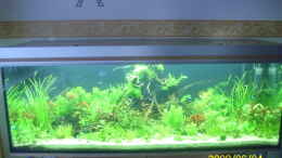 aquarium-von-herbert-baier-becken-25448_gesamt ansicht des aquariums 