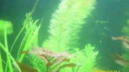 aquarium-von-herbert-baier-becken-25448_myrophyllum hippuraris