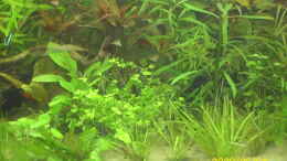 aquarium-von-herbert-baier-becken-25448_echinodorus rainers kitty  echinodorus telnellus 
