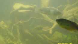 aquarium-von-herbert-baier-becken-25448_einer der fadenfische 