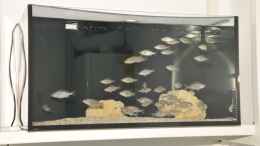 aquarium-von-crenii-becken-2548_Zuchtregal mit kleinen Tyrannochromis nigriventer