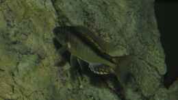 Aquarium einrichten mit Champsochromis spilorhynchus Bock ca. 10 cm